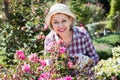 Senior woman trimming a rose-bush in garden