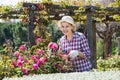 Senior woman trimming a rose-bush in garden