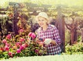 Senior woman trimming a rose-bush in garden Royalty Free Stock Photo