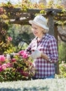 Senior woman trimming a rose-bush in garden