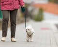 Senior woman walking her little dog on a city street