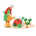 Senior Woman watering garden. Active Old farmer caring about pumpkin, carrots. Aged Retired harvesting in summer.