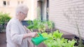 Senior woman watering plants and caregiver approaching her in geriatrics