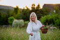 Senior woman wih basket in meadow in summer collecting herbs and flowers, natural medicine concept. Royalty Free Stock Photo