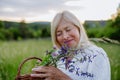 Senior woman wih basket in meadow in summer collecting herbs and flowers, natural medicine concept. Royalty Free Stock Photo