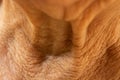 Senior woman wrinkled neck, Medicine, Close up & Macro shot, Asian Body skin part, Healthcare concept