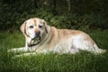 Senior Yellow Labrador laying down looking at the camera in autumn