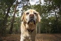 Senior Yellow Labrador looking at the camera in autumn