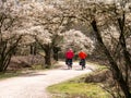 Seniors cycling on bike path, blooming juneberry trees, Amelanchier lamarkii, in Zuiderheide nature reserve, Netherlands