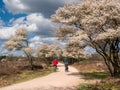 Seniors cycling on bike path, blooming juneberry trees, Amelanchier lamarkii, in Zuiderheide nature reserve, Netherlands
