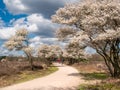 Seniors cycling on bike path, blooming juneberry trees, Amelanchier lamarkii, in Zuiderheide nature reserve, Netherlands