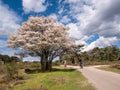 Seniors walking, cyclist riding on bike path and juneberry tree, Amelanchier lamarkii, blooming in Zuiderheide nature reserve, het