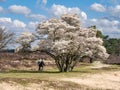 Seniors walking on footpath and juneberry tree, Amelanchier lamarkii, in bloom in Zuiderheide nature reserve, het Gooi,