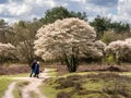 Seniors walking on footpath and juneberry tree, Amelanchier lamarkii, blooming in Zuiderheide nature reserve, het Gooi,