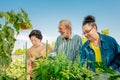 Seniors Working in a Community Garden