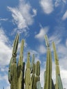 Senita cactus blue sky background