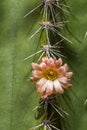 Senita Cactus Flower Royalty Free Stock Photo