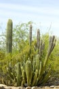 Senita Cactus Royalty Free Stock Photo