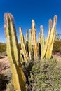 Senita Cactus Lophocereus schottii in Sonoran Desert Royalty Free Stock Photo