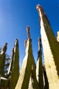 Senita Cactus Lophocereus schottii in Sonoran Desert Royalty Free Stock Photo