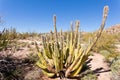 Senita Cactus Lophocereus schottii in Sonoran Desert Royalty Free Stock Photo