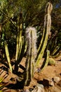 Senita cactus Royalty Free Stock Photo