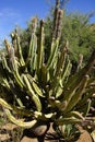 Senita cactus, Pachycereus shottii