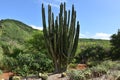 Senita cactus or whisker cactus