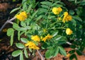 Senna or Alexandrian leaf or cassia acutifolia is a wild plant