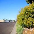 Senna Artemisioides Shrubs as Informal Hedge at Roadside Verge Royalty Free Stock Photo