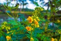 Senna bicapsularis or yellow senna flower with budds on green background