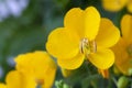 Senna Cassia Corymbosa flowers closeup