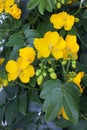 Senna Cassia Corymbosa flowers closeup