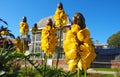 Senna didymobotrya known as African senna, popcorn senna, candelabra tree, and peanut butter cassia