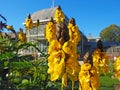 Senna didymobotrya known as African senna, popcorn senna, candelabra tree, and peanut butter cassia