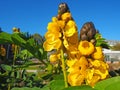 Senna didymobotrya known as African senna, popcorn senna, candelabra tree, and peanut butter cassia