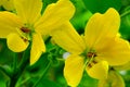 Senna Floribunda or Golden Showy Cassia Flower. Royalty Free Stock Photo