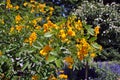 Senna Floribunda yellow flower