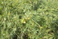 Senna obtusifolia, Chinese senna, American sicklepod, sicklepod plant.