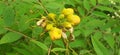 Senna Occidentalis Flower Buds on Green Leaves Background