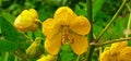 Senna Occidentalis Flowers and Buds on Green Leaves Background