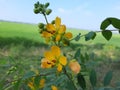 Senna occidentalis flowers in the India,  yellow color senna flowers in the India, senna flowers in the will. Royalty Free Stock Photo