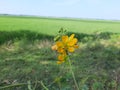 Senna occidentalis flowers in the India, yellow color senna flowers in the India, senna flowers in the will.