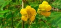Senna Occidentalis Flowers Isolated on Green Background