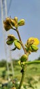 Senna occidentalis is a pantropical plant species.