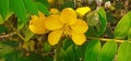 Senna Occidentalis Flower in bush