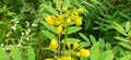 Senna Occidentalis Flower Buds on Green Leaves Background