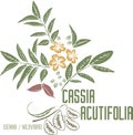 Cassia acutifolia plant silhouette in color image vector illustration