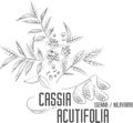Cassia acutifolia plant contour vector illustration