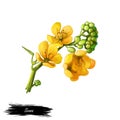 Senna or sennas, yellow flowering plants in legume family. Digital art illustration of yellow flowers blooming buds. Senna